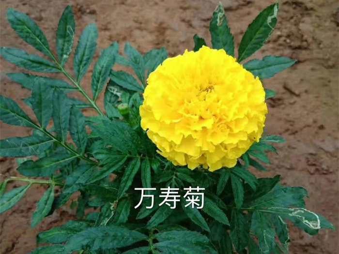 萬壽菊